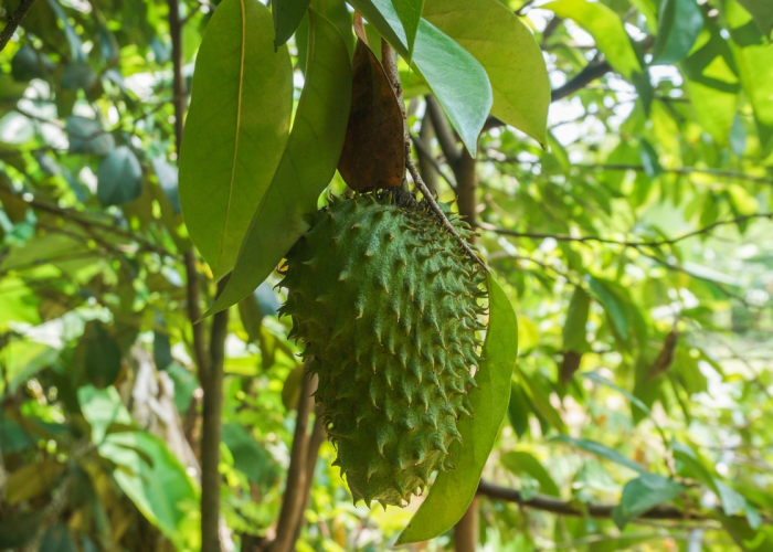 8 Manfaat Daun Sirsak untuk Kesehatan: Bantu Atasi Jerawat hingga Rambut Rontok