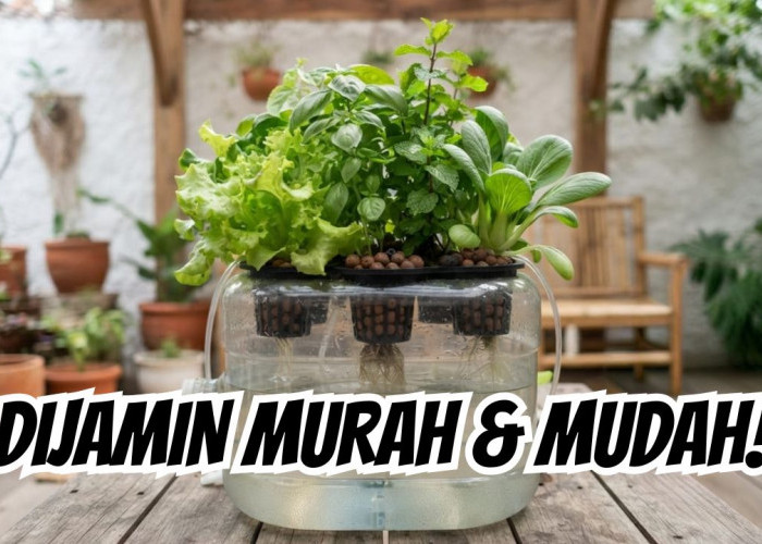 Dijamin Murah dan Hemat! Begini Cara Membuat Media Hidroponik Galon Bekas yang Efisien di Rumah