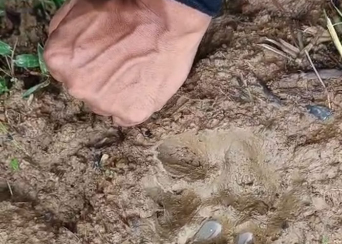 Sejumlah Kambing Milik Warga Cikondang Kuningan Mati Mengenaskan, Dugaan Sementara Inilah Pelakunya 