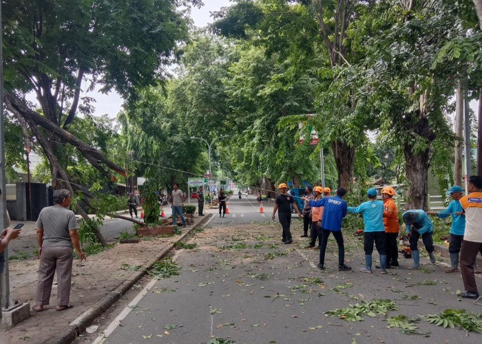 Pohon Tumbang di Jl Cipto Kota Cirebon, 1 Orang Terluka, Sempat Tutup Jalan