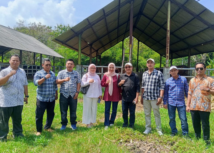 DPRD Kabupaten Cirebon Tinjau Aset Ternak Sapi, Siap Dilelang dan Dikembangkan