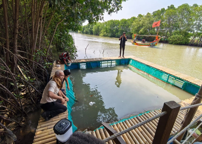 Banjir Rob Ubah Mata Pencaharian Warga Pesisir Ambulu, Kini Andalkan Udang Vaname