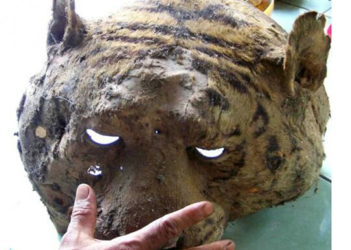 Tahun 2002 Harimau Jawa Masih Ada di Gunung Ciremai, Saksi Mata Ungkap Pengalamannya