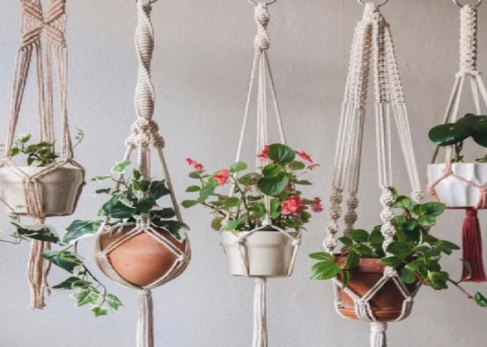 Tanaman Minimalis untuk Hiasan yang Bikin Rumah Makin Cantik, Nomor 5 Cocok di Ruang Sempit
