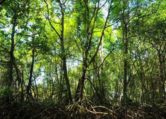 Pesona dan Keindahan Hutan Mangrove yang Patut Anda Dikunjungi 
