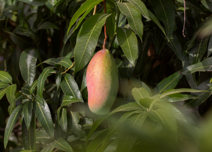 Jarang Diketahui! 4 Manfaat Daun Mangga untuk Kesehatan: Bantu Atasi Diabetes hingga Tekanan Darah