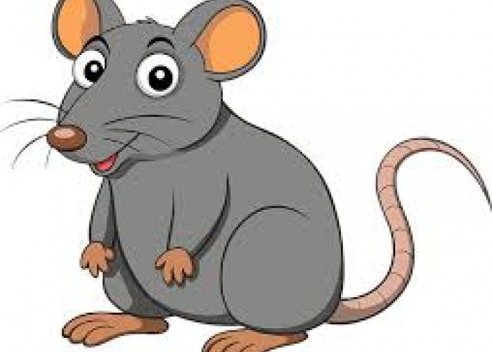 5 Bahan Alami yang Efektif Usir Tikus: Mudah dan Praktis
