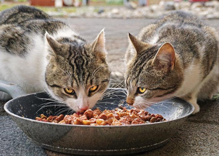 3 Makanan Manusia yang Berbahaya untuk Kucing, Simak Penjelasannya