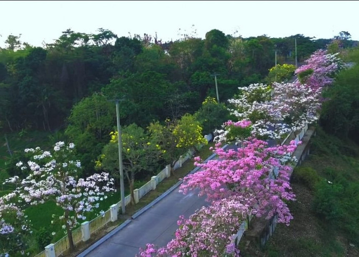 Tabebuya Warna-warni di Cirebon Viral, Ini Lokasi dan Pesonanya
