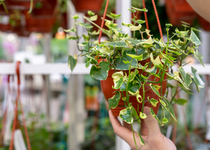 Inspirasi 10 Tanaman Menjalar untuk Pagar Balkon Minimalis, Cantik dan Mudah Dirawat