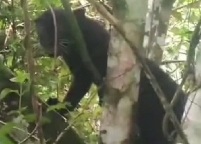 Momen Petugas Bertemu Macan Tutul dalam Jarak Dekat di Gunung Gede Pangrango, Terekam Kamera HP