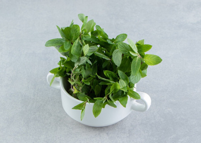 7 Tanaman Hias Ajaib yang Bisa Bawa Rezeki di Tahun 2026, Nomor 3 Paling Mudah Dicari!