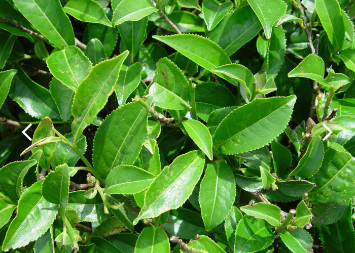 Manfaat Mengonsumsi Teh Daun Camellia sinensis, Mampu Turunkan Resiko Diabetes