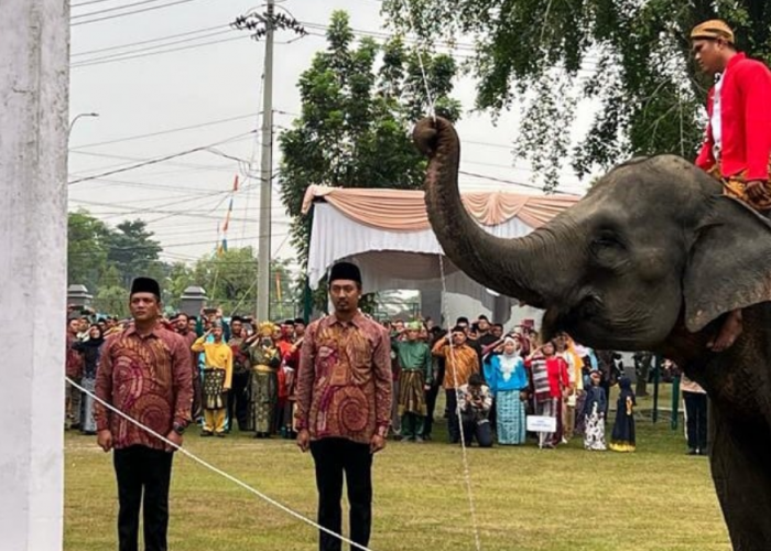 Unik, 3 Ekor Gajah Jadi Petugas Pengibar Bendera di Upacara HUT RI ke-78
