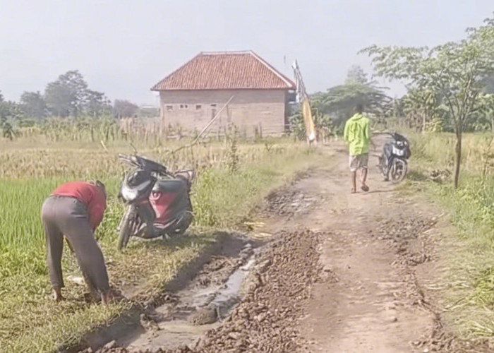 Demi Panen Lancar, Warga Gembonganmekar Cirebon Gotong Royong Perbaiki Jalan Usaha Tani