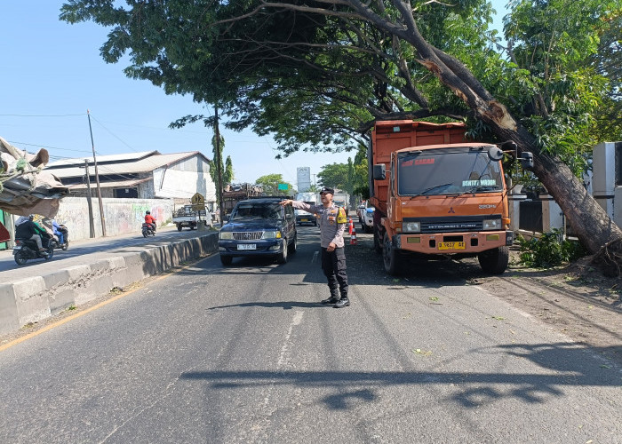 Niat Menepi Berujung Petaka, Truk Tersangkut Dahan hingga Pohon Raksasa Tumbang di Jalur Pantura Cirebon