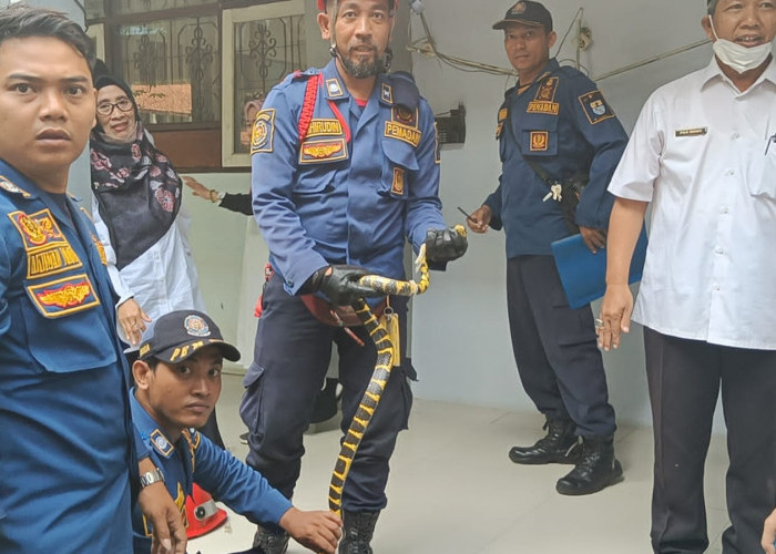 Dramatis! Petugas Damkar Amankan Seekor Ular Berbisa di SMAN 1 Kota Cirebon