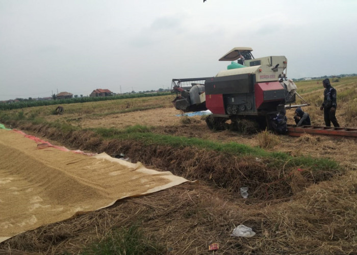 GAWAT! Lahan Pertanian di Majalengka Menyusut