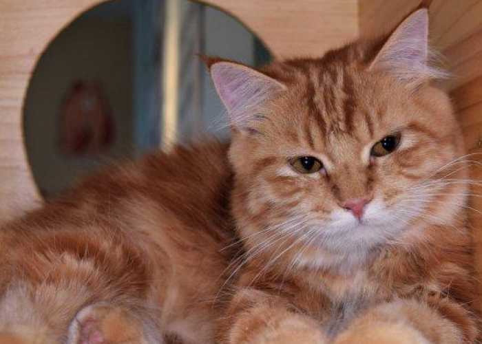 Pecinta Kucing Harus Tau! 3 Cara Menjaga Kesehatan Kucing Peliharaan Kamu