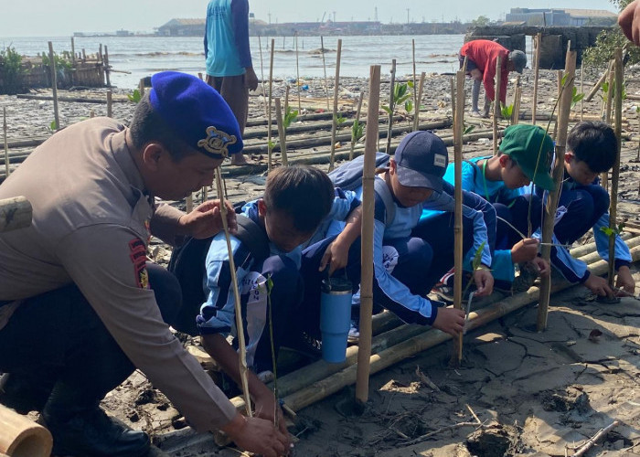 Siswa SMPN 7 Tanam Mangrove, Wujud Kepedulian Lingkungan Sejak Dini