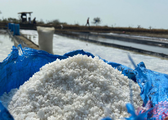 Harga Garam Anjlok, Petani Merugi