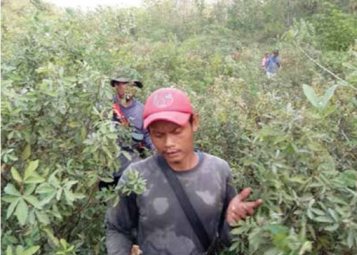 Warga Sumurkondang Cirebon Hilang di Hutan, Sudah 3 Hari Belum Ditemukan