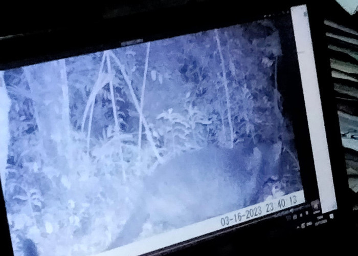 BTNGC Masih Melakukan Identifikasi Macan Tutul Jawa yang Berhasil Terekam Kamera Trap