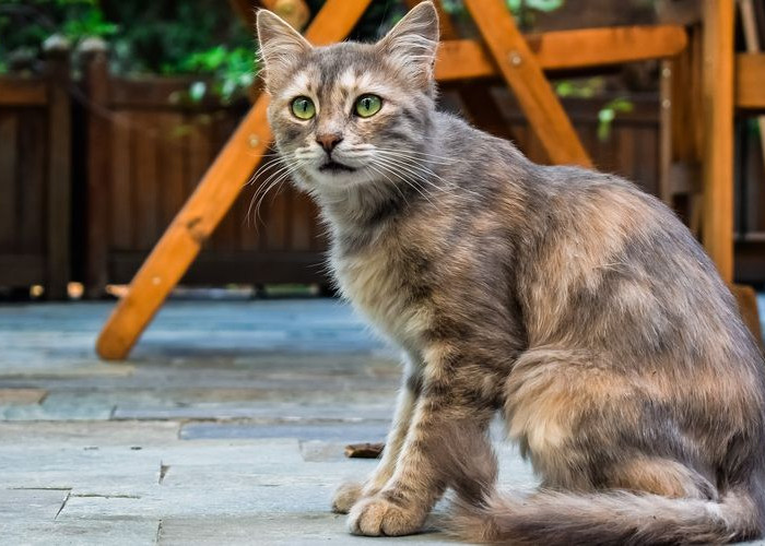 8 Cara Mengusir Kucing Liar Tanpa Perlu Anda Menyakitinya  