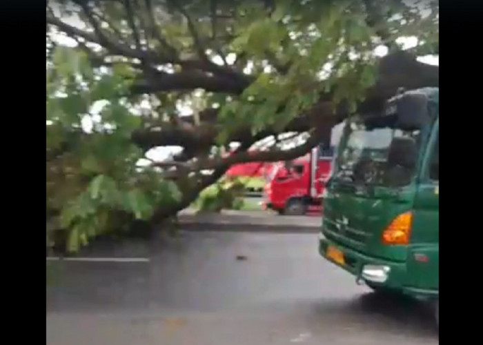 BREAKING NEWS: Pohon Tumbang Timpa Mobil di Pangenan Cirebon