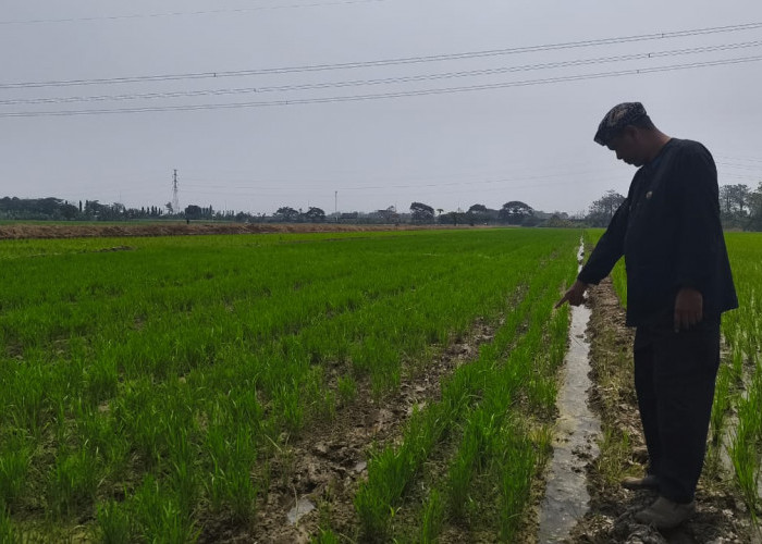 Petani Cirebon Uji Tabela, Target Tanam Padi 4 Kali Setahun di Jatirenggang