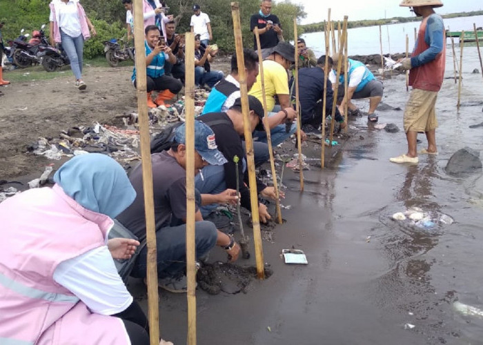 PLN Group Tanam 1.000 Pohon Mangrove di Pantai Kalijaga Cirebon 