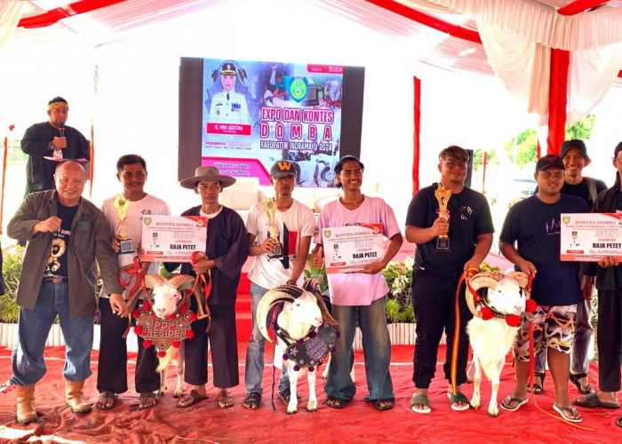 Pesta Patok Domba Memeriahkan Expo dan Kontes Domba Kabupaten Indramayu 2024
