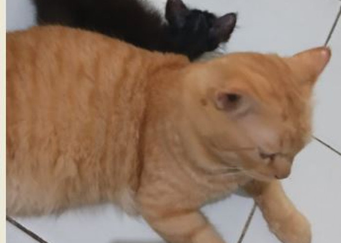 Benarkah Memelihara Kucing Bisa Menyebabkan Mandul? Ini Fakta Medisnya