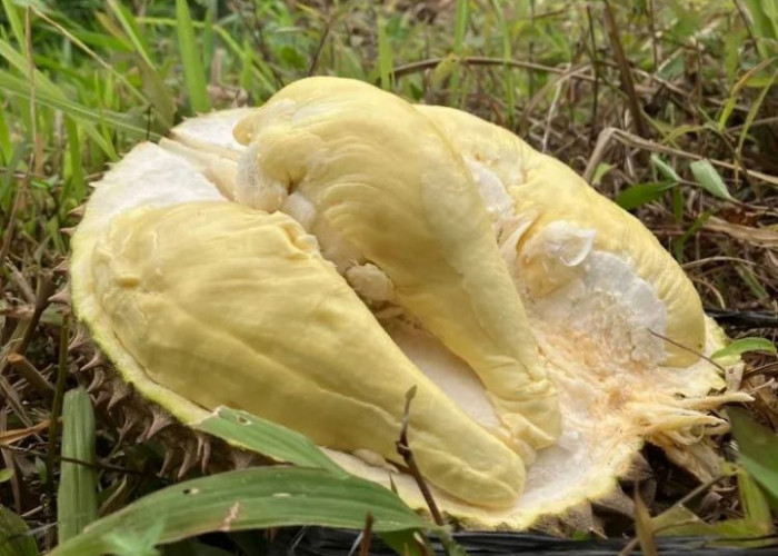 Jarang Diketahui, Berikut 5 Makanan yang Tidak Boleh Dimakan bersama Durian 