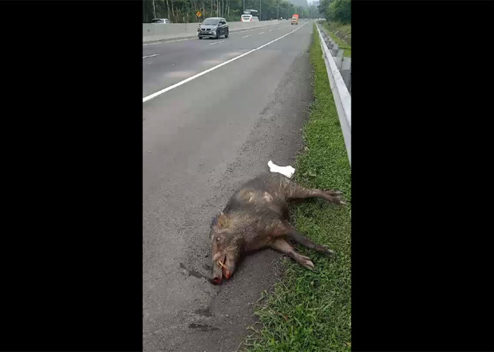 Babi Hutan Masuk Jalan Tol Menyebabkan Kecalakaan di Cipularang KM 80, Tertabrak Mobil dari Jalur Kanan 