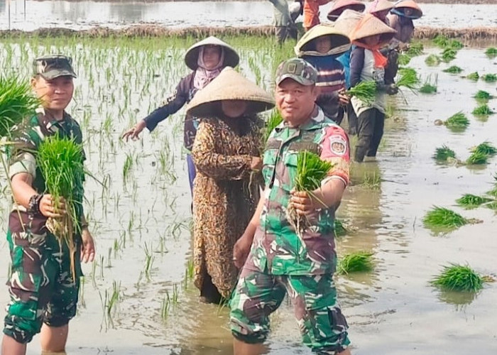 Babinsa Pegambiran Dampingi Poktan Sirandu Jaya Tanam Padi Musim Ketiga