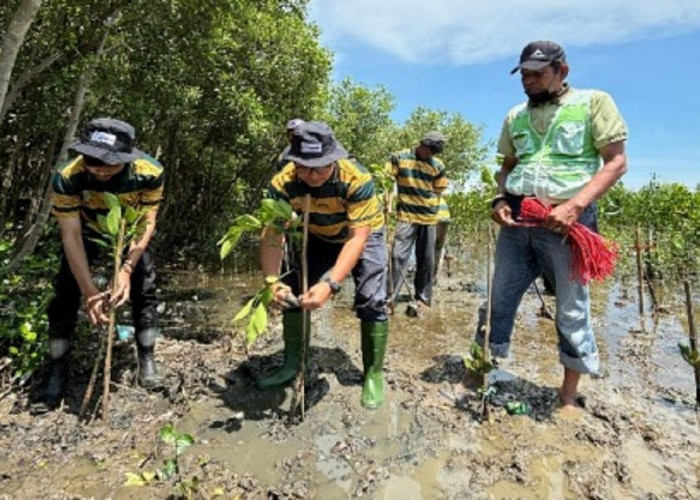 15 Ribu Mangrove Ditanam di Pesisir Cirebon dalam Program Jawara yang Diinisiasi Pertamina 
