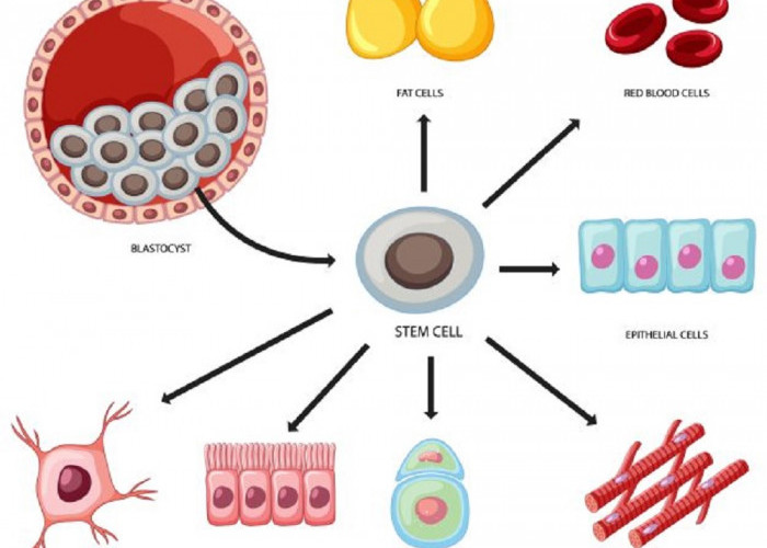 Bagaimana Mekanisme Stem Cell? Belajar dari Pengalaman Dahlan Iskan