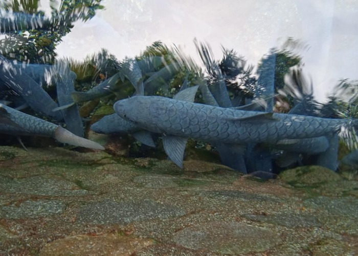 Mitos Ikan Dewa Cibulan: Pasukan Prabu Siliwangi, Ada di Relief Candi Borobudur