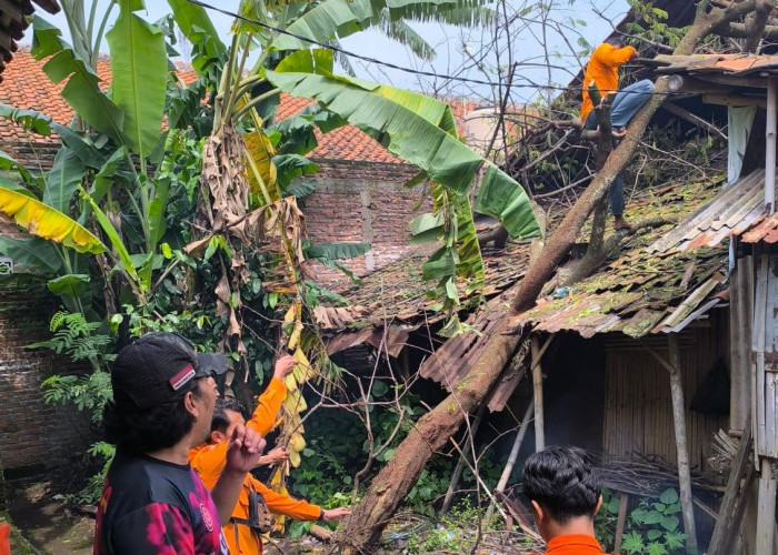 Rumah Janda Tuna Rungu di Tuk Karangsuwung Tertimpa Pohon Saat Hujan Deras, Pemdes Gercep Ajukan Bantuan