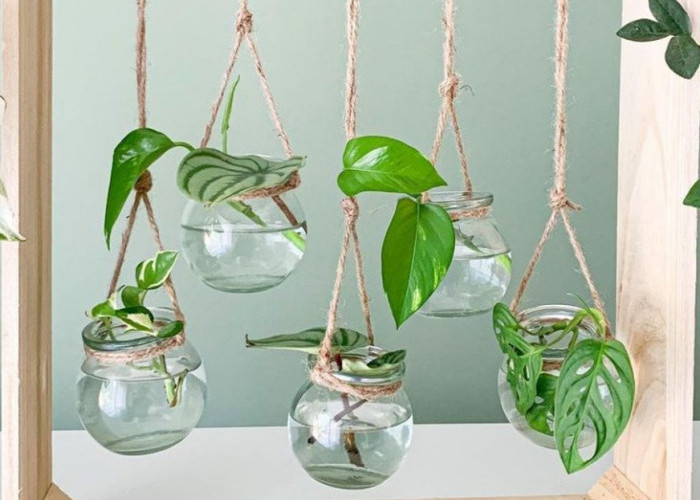 5 Tanaman Indoor Pembawa Keberuntungan Menurut Fengshui yang Cocok Diletakkan di Ruang Tamu, Pas untuk Pemula