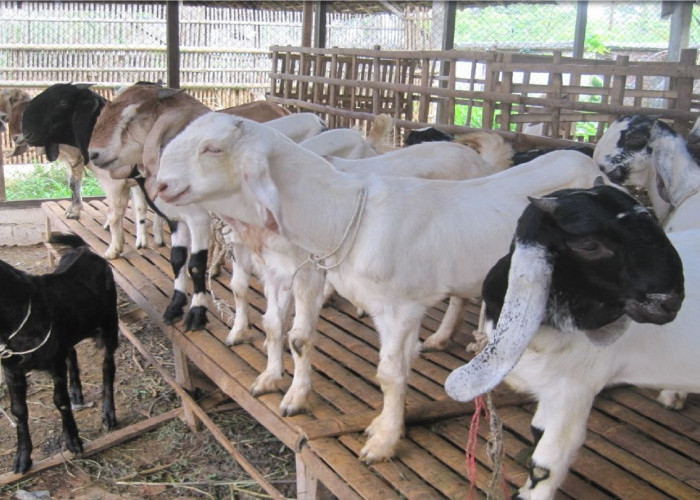 Oalah! Ternyata Ini Manfaat Micin Untuk Kambing, Baru Tau?