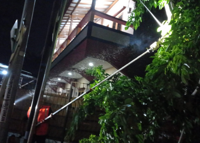 Pohon Tumbang di Jalan Slamet Riyadi Kesenden Kota Cirebon, BPBD: Tidak Ada Korban