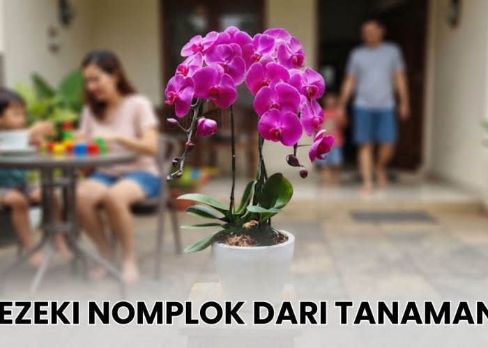 Siap-Siap Rezeki Nomplok Jika Merawat 7 Tanaman Hias Pembawa Keberuntungan Ini di Rumah, Nomor 1 Paling Umum!