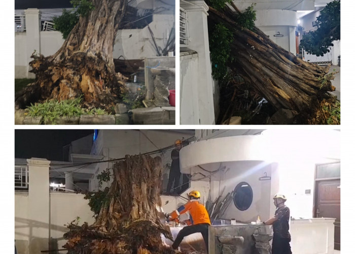 Pohon Besar Tumbang di Rumah Dinas Walikota Cirebon, Nyaris Timpa Area Sekitar