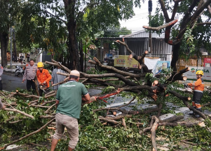 Pohon Tumbang di Cirebon Timpa Mobil, Jalan Ahmad Yani Sempat Lumpuh
