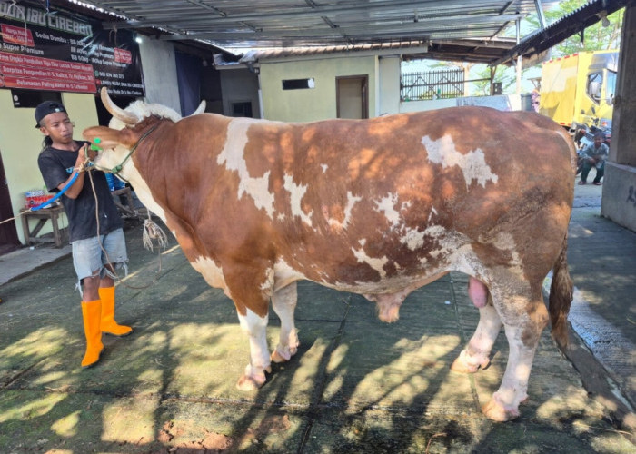 Wow! Sapi Bantuan Presiden Prabowo di Cirebon Tembus 1.062 Kg Jelang Iduladha 2026