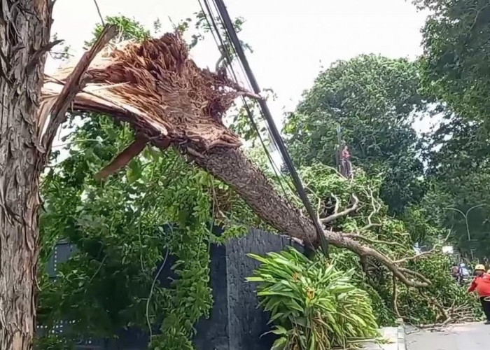 Angin Kencang, Pohon Angsana di Jalan Cipto Kota Cirebon Tumbang 