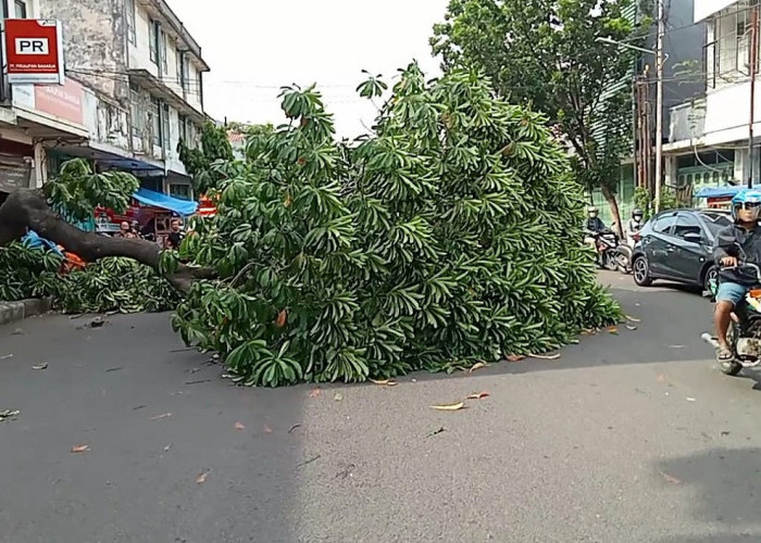 Pohon Tumbang di Pekalipan Cirebon, Kontainer Merah Diduga Penyebabnya