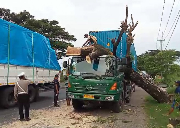 Pohon Tumbang Menimpa Truk di Cirebon, Sopir Asal Grobogan Syok 